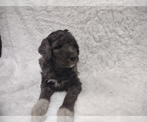Goldendoodle Puppy for sale in HARRISONBURG, VA, USA