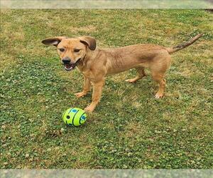 Beagle-Black Mouth Cur Mix Dogs for adoption in Grovetown, GA, USA