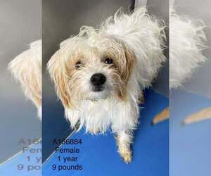 Mutt Dogs for adoption in Calgary, Alberta, Canada