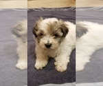 Small Photo #12 Zuchon Puppy For Sale in SHAWNEE, KS, USA