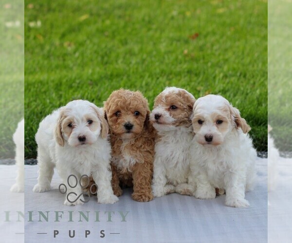 Medium Photo #2 Maltipoo Puppy For Sale in MANHEIM, PA, USA