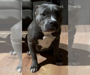 Mother of the American Bully puppies born on 02/18/2023