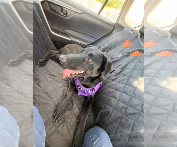 Medium Photo #5 Labrador Retriever-Unknown Mix Puppy For Sale in San Diego, CA, USA