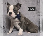 Small Photo #10 Boston Terrier Puppy For Sale in MINERAL WELLS, WV, USA