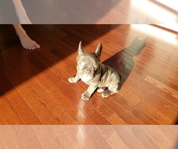 Medium Photo #9 French Bulldog Puppy For Sale in BAYVILLE, NJ, USA
