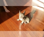 Small Photo #9 French Bulldog Puppy For Sale in BAYVILLE, NJ, USA