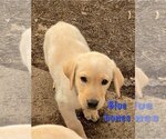 Small Photo #4 Labrador Retriever Puppy For Sale in PINE CITY, MN, USA