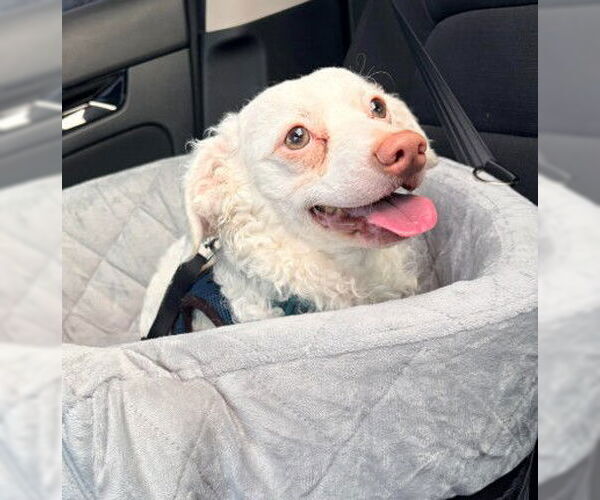 Medium Photo #2 Maltipoo (Miniature) Puppy For Sale in San Diego, CA, USA