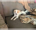 Small #1 Chihuahua Mix