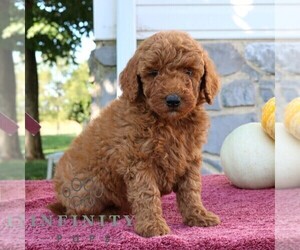 Goldendoodle (Miniature) Puppy for sale in EPHRATA, PA, USA