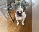 Small #4 American Pit Bull Terrier Mix