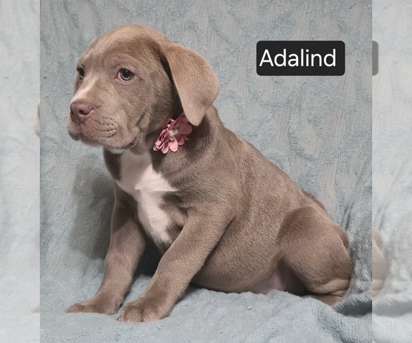 Medium Photo #8 Cane Corso Puppy For Sale in MINERAL WELLS, WV, USA