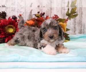 Doodle Puppy for sale in SHILOH, OH, USA