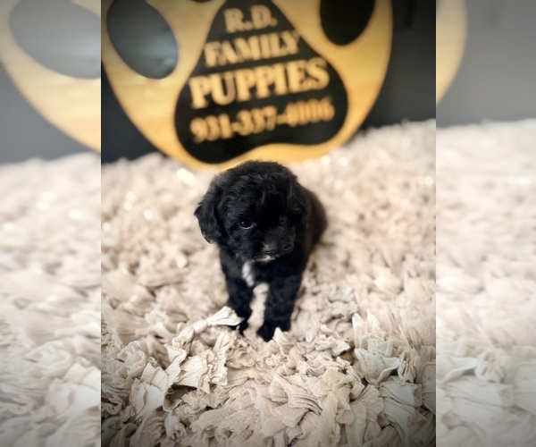 Medium Photo #5 Cavapoo (Miniature) Puppy For Sale in CROSSVILLE, TN, USA