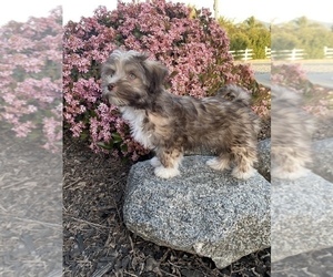 Havanese Puppy for sale in SPRINGVILLE, CA, USA