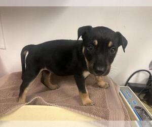 American Pit Bull Terrier-German Shepherd Dog Mix Dogs for adoption in Corona, CA, USA