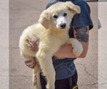 Small #1 Great Pyrenees