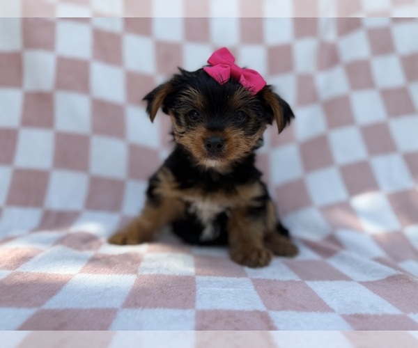 Medium Photo #5 Yorkshire Terrier Puppy For Sale in LAKELAND, FL, USA