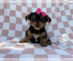 Small #4 Yorkshire Terrier