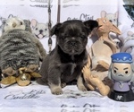 Small Photo #59 French Bulldog Puppy For Sale in MIMS, FL, USA
