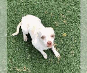Chihuahua-Unknown Mix Dogs for adoption in Missouri City, TX, USA