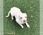 Toad - Male Chihuahua-Unknown Mix Dog for Adoption - Small photo