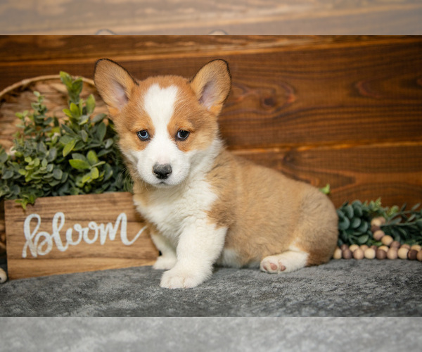 Medium Photo #6 Pembroke Welsh Corgi Puppy For Sale in WAKARUSA, IN, USA