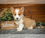 Small #1 Pembroke Welsh Corgi