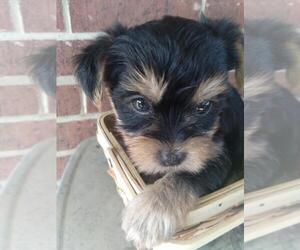 Yorkshire Terrier Puppy for sale in PARIS, TX, USA