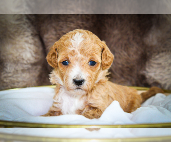 Medium Photo #9 Poodle (Miniature)-Sheepadoodle Mix Puppy For Sale in FAYETTEVILLE, NC, USA