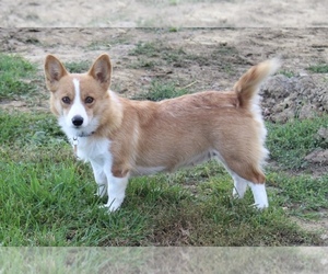 Mother of the Pembroke Welsh Corgi puppies born on 08/11/2023
