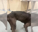 Small #6 Great Dane-Labrador Retriever Mix