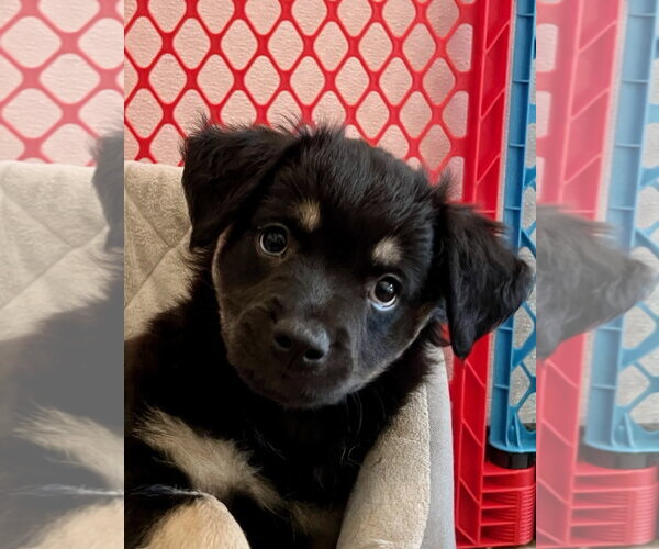 Medium Photo #3 Colonial Cocker Spaniel-Unknown Mix Puppy For Sale in Agoura Hills, CA, USA