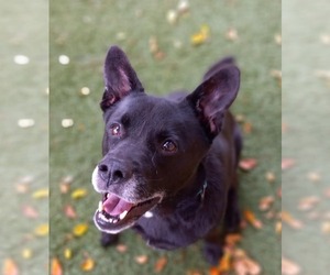 Sadie - Female Labrador Retriever-Unknown Mix Dog for Adoption - Photo #24
