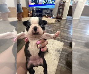 Boston Terrier Puppy for Sale in FREDONIA, Kansas USA