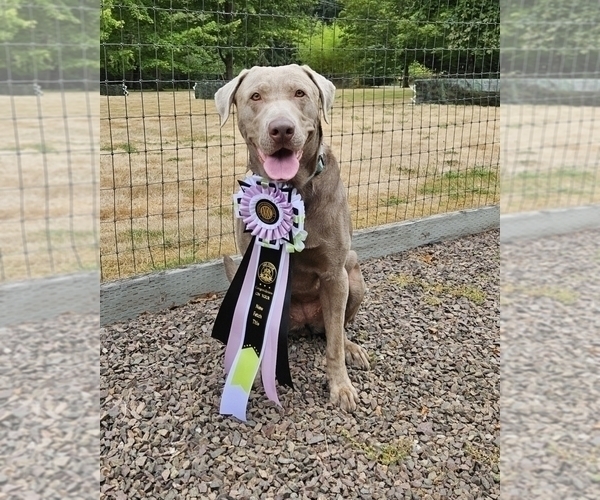 Medium Photo #4 Labrador Retriever Puppy For Sale in MOUNT VERNON, WA, USA