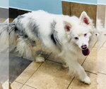 Small #5 Australian Shepherd