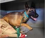 Small German Shepherd Dog