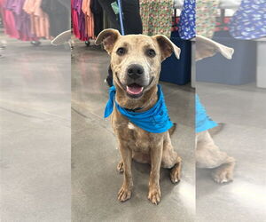 American Pit Bull Terrier-Unknown Mix Dogs for adoption in Germantown, OH, USA