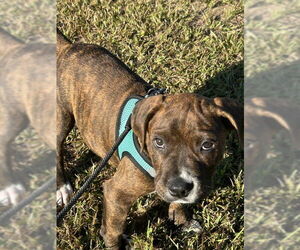 Mutt Dogs for adoption in Tarrytown, GA, USA