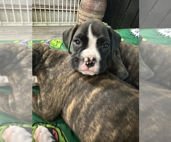 Medium Photo #80 Boxer Puppy For Sale in RALEIGH, NC, USA