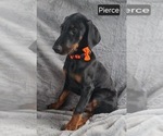 Small Photo #6 Doberman Pinscher Puppy For Sale in POMEROY, OH, USA