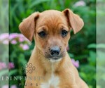 Small Cavapoo (Miniature)-Jack Russell Terrier Mix