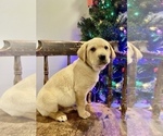 Puppy yellow male Labrador Retriever