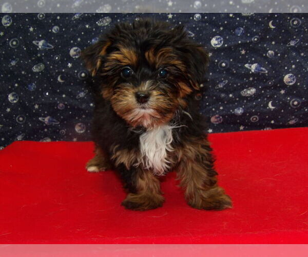 Medium Photo #9 Shorkie Tzu Puppy For Sale in PATERSON, NJ, USA