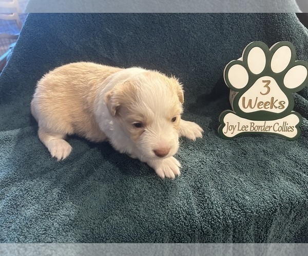 Medium Photo #2 Border Collie Puppy For Sale in GIDDINGS, TX, USA