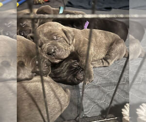 Cane Corso Puppy for sale in MOUNT MORRIS, MI, USA
