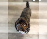 Small #1 Poodle (Miniature) Mix