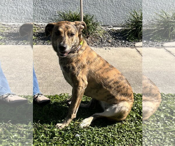 Medium Photo #1 Labrador Retriever-Plott Hound Mix Puppy For Sale in Sanford, FL, USA