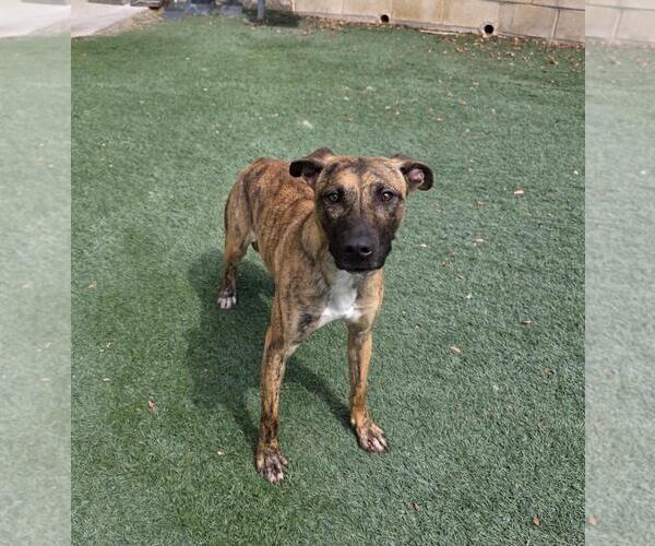 Medium Photo #3 Holland Shepherd-Plott Hound Mix Puppy For Sale in Rockwall, TX, USA